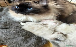Ragdoll cats for sale: GCCF Sealpoint Mitted/Blue Lynx Ragdoll kittens - Image 25