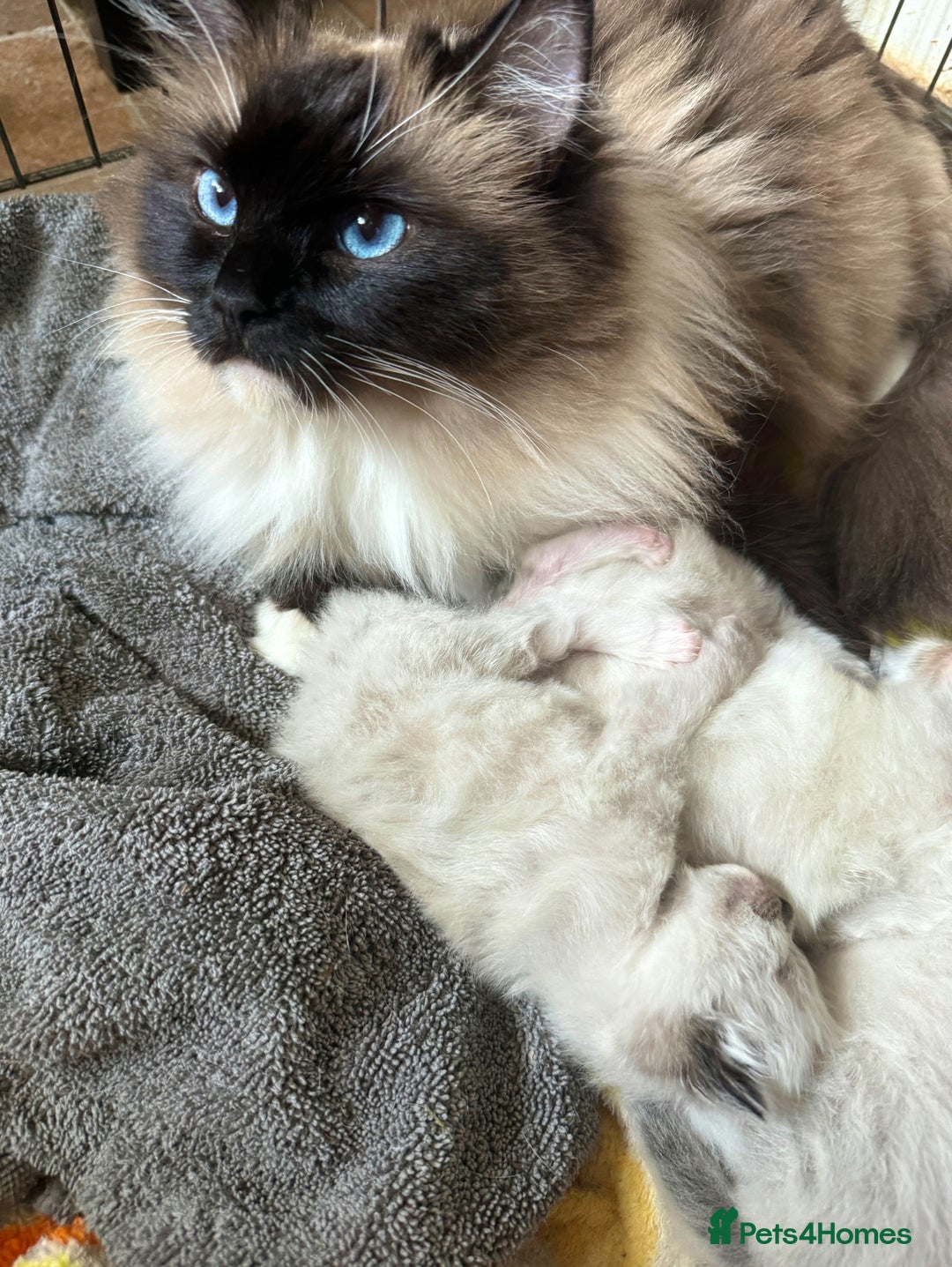 Ragdoll cats for sale: GCCF Sealpoint Mitted/Blue Lynx Ragdoll kittens - Image 25