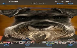 Miniature Schnauzer dogs for sale: Miniature schnauzer's due, KC, Mac, low COI - Image 2
