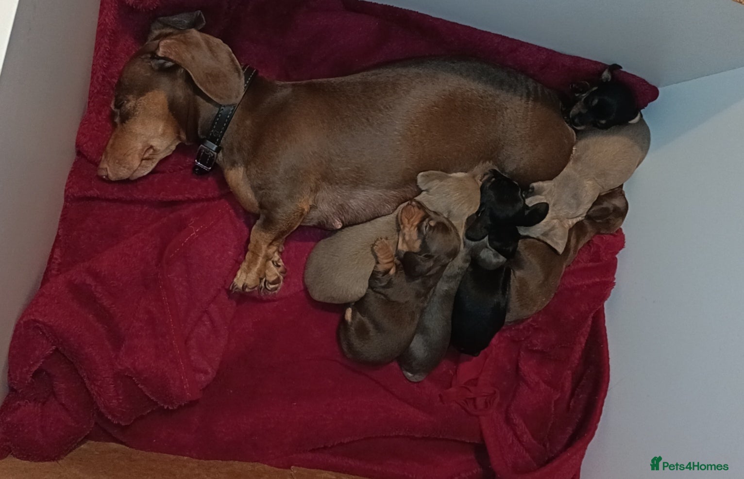 Dachshund dogs Miniature Dachshund Puppies - Advert 12