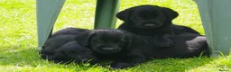 Flat coated Retriever dogs for sale: Ready now Flat coat retriever 2 left 1 boy 1 girl - Advert 2