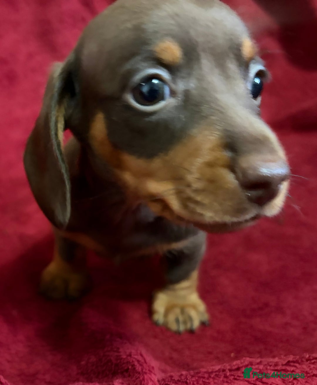 Miniature Dachshund dogs for sale: Stunning Miniature Dachshund Boys 💙 - Advert 20