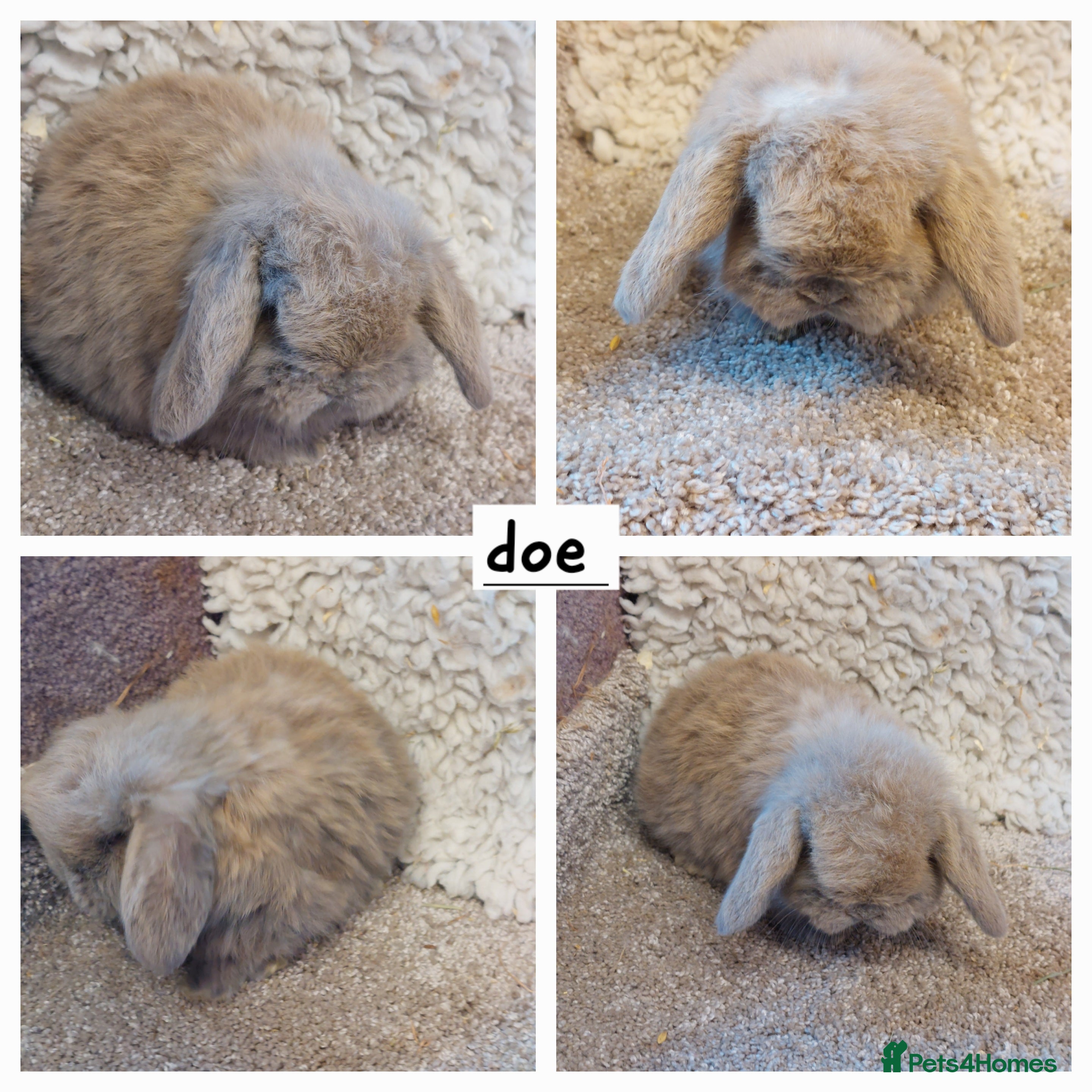 Mini Lop rabbits Minilop babys ready to reserve  - Advert 18