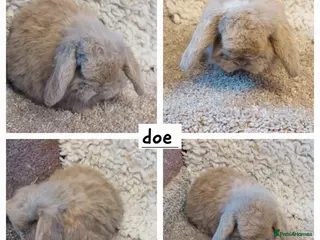 Mini Lop rabbits Minilop babys ready to reserve - Advert 18