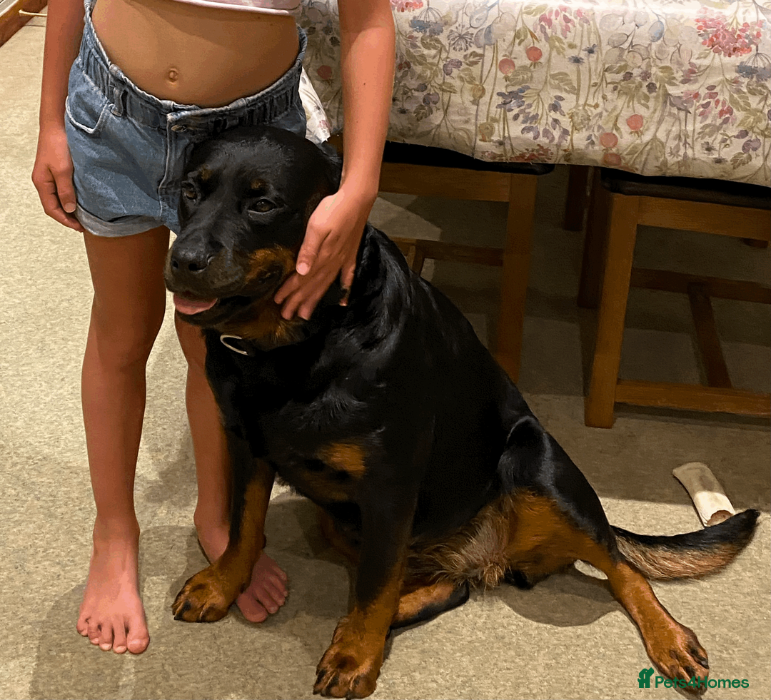 Rottweiler dogs for sale: Rottweiler Mature Dog NOT A PUPPY !!!! in Richmond - Advert 4