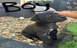 Great Dane dogs for sale: Highest health tested GD pups uk - Image 4