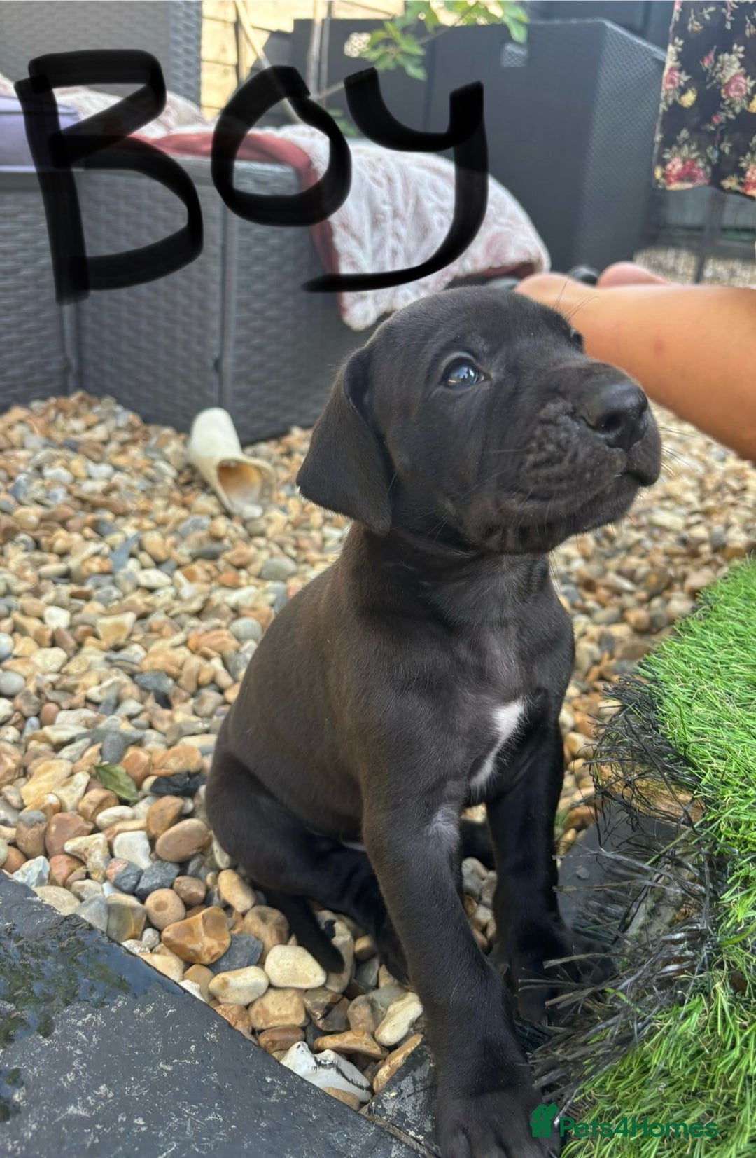 Great Dane dogs for sale: Highest health tested GD pups uk - Image 4
