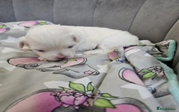 Maltese dogs for sale: 🐾 Adorable Maltese Puppies 🐾  - Image 10