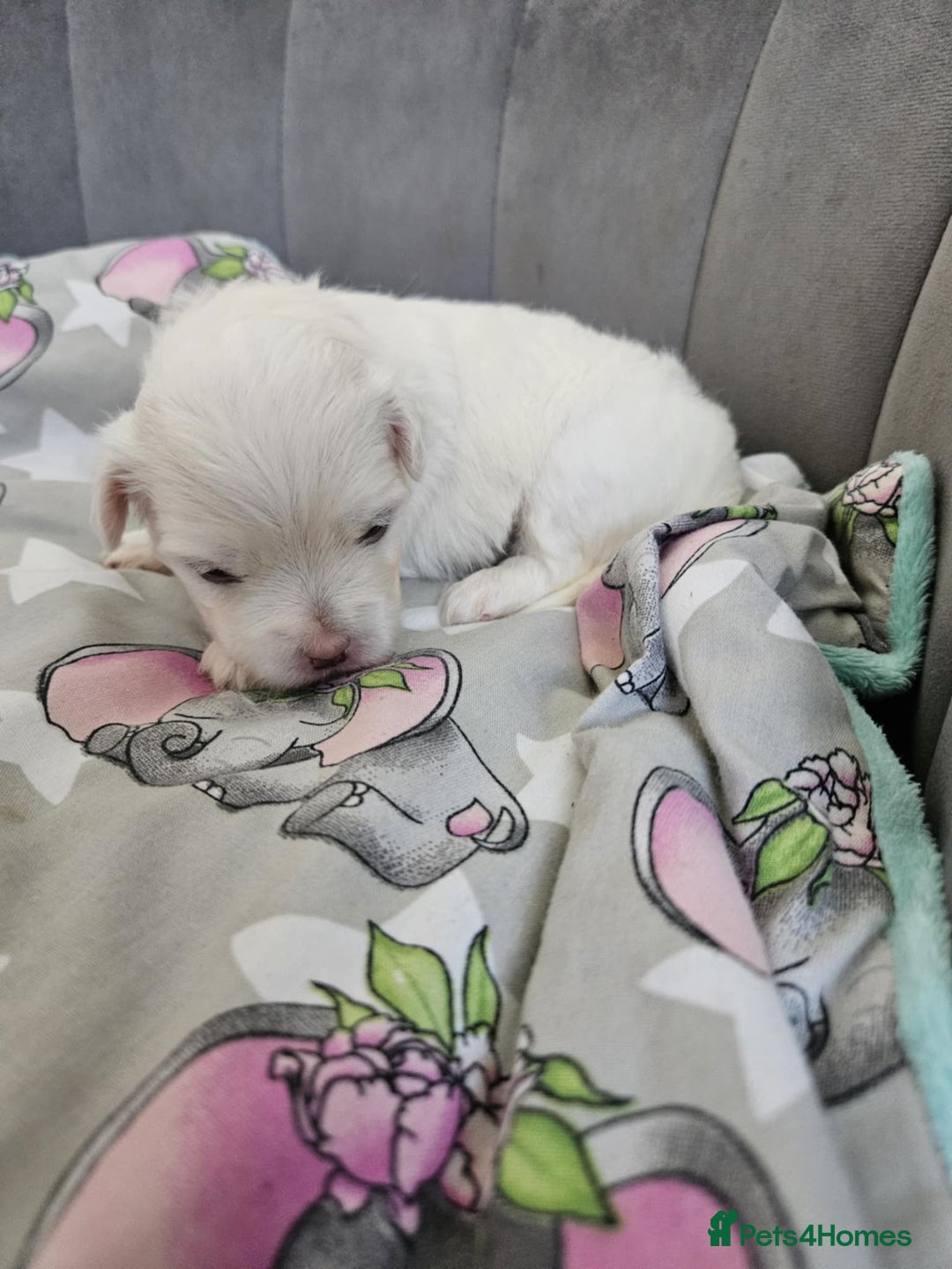 Maltese dogs for sale: 🐾 Adorable Maltese Puppies 🐾  - Image 10