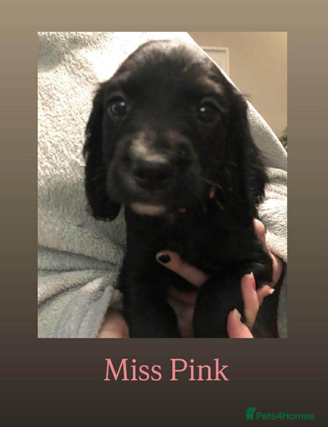 Cocker Spaniel dogs for sale: Cocker Spaniel puppies for sale - Advert 9