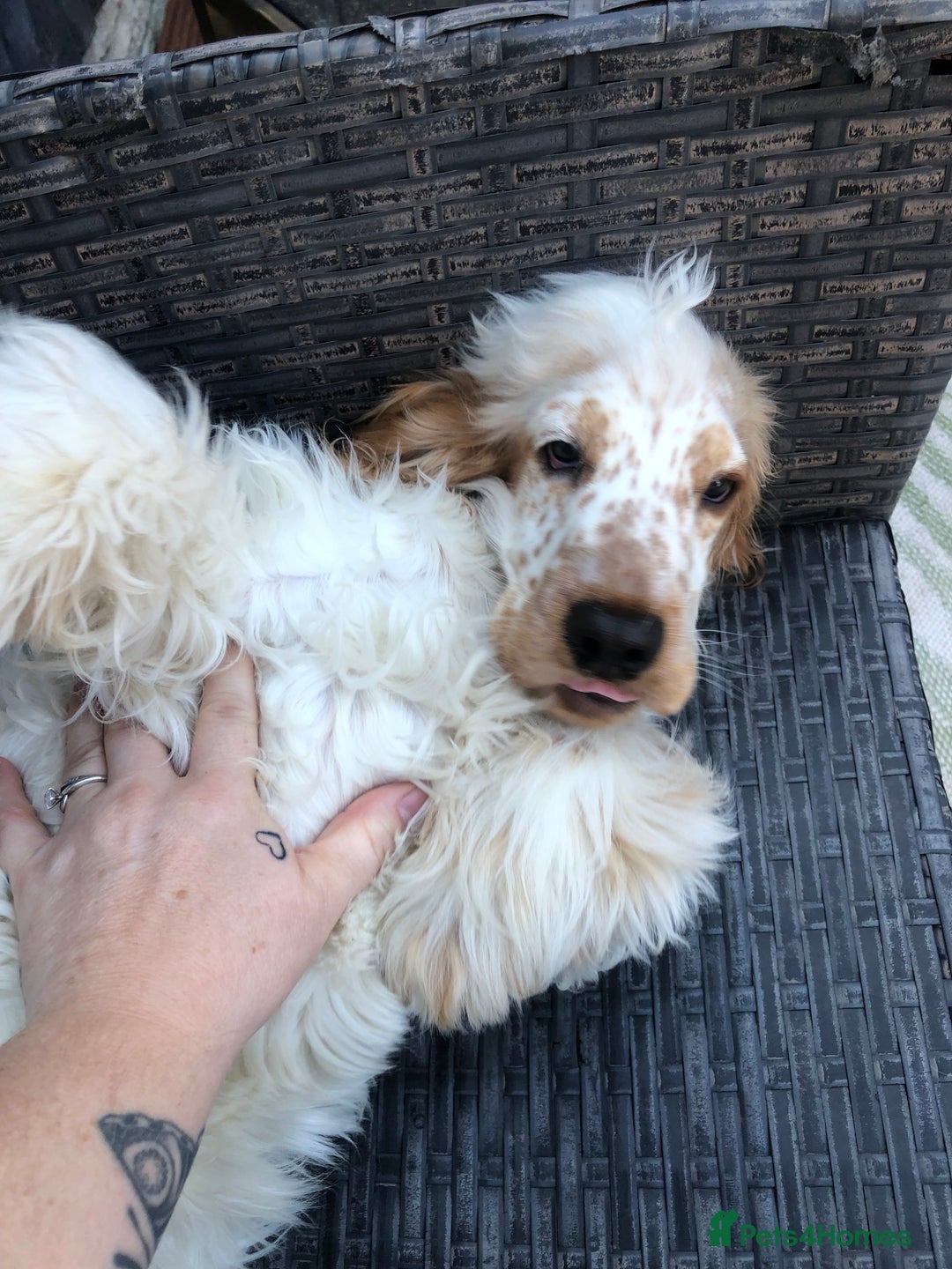 Cocker Spaniel dogs for sale: Beautiful Show Orange Roan Girl Left KC Reg  - Image 8