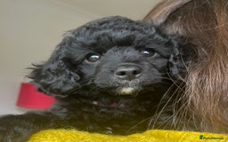 Cavapoochon dogs for sale: DNA clear, home raised, happy Cavapoochon Puppies - Image 4