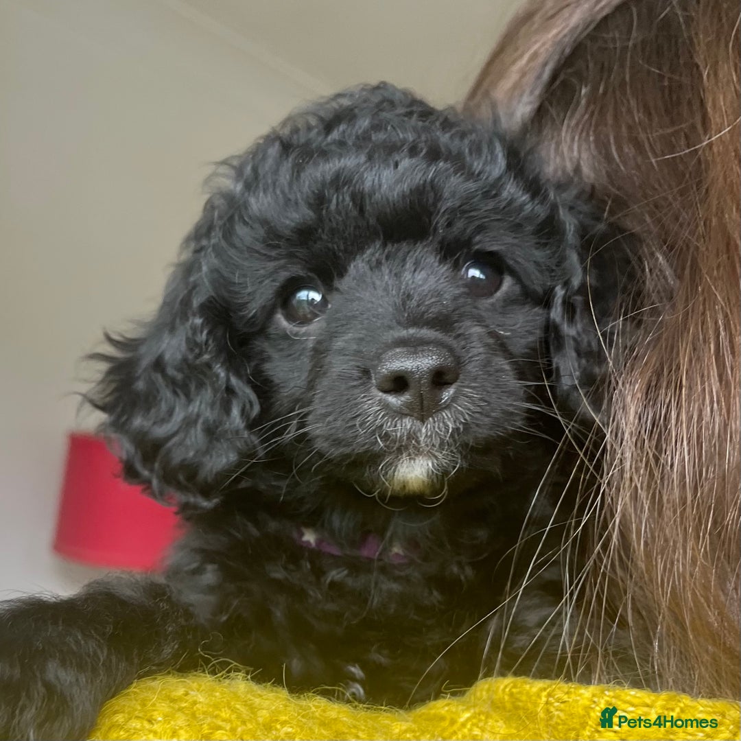 Cavapoochon dogs for sale: DNA clear, home raised, happy Cavapoochon Puppies - Image 4