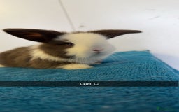 Mini Lop rabbits for sale: Pure mini lops for reserve  - Image 7