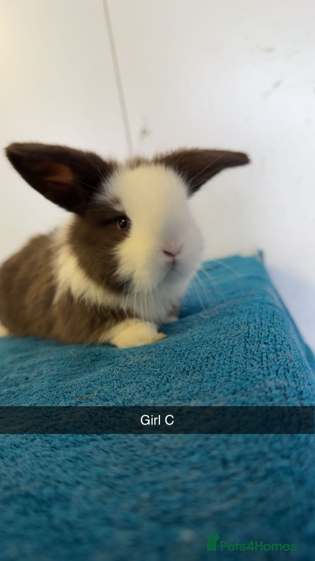 Mini Lop rabbits for sale: Pure mini lops for reserve  - Image 7