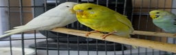 Budgerigars birds for sale: Albino Budgies White and Yellow Colours - Advert 10