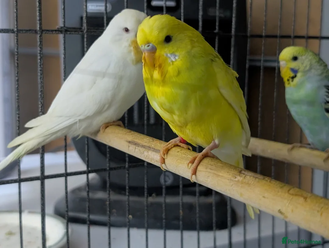 Budgerigars birds for sale: Albino Budgies White and Yellow Colours - Advert 10