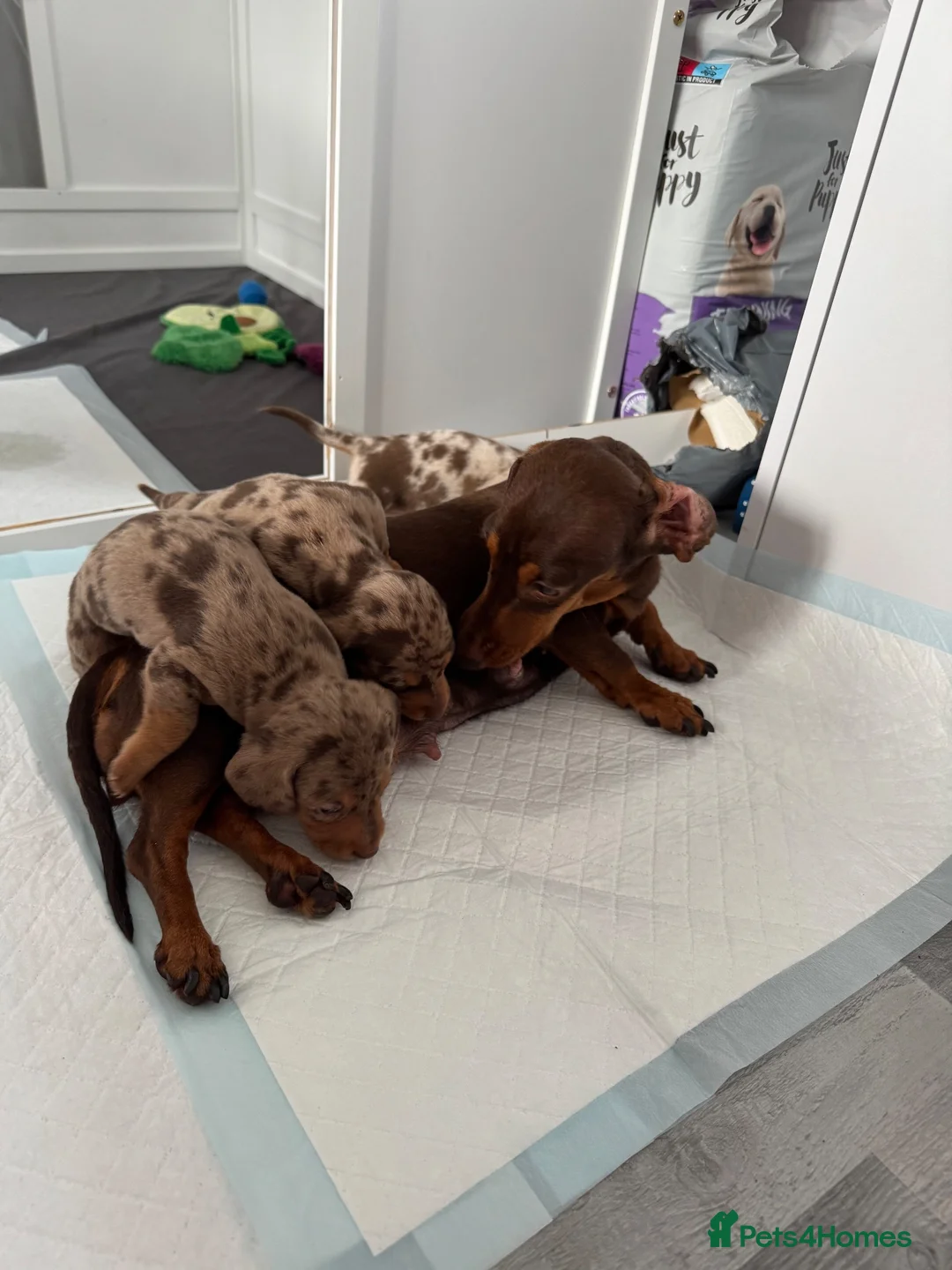 Miniature Dachshund dogs for sale: Miniature Dachshund puppies in Derby - Advert 1