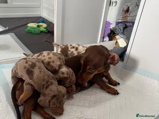 Miniature Dachshund dogs Miniature Dachshund puppies - Advert 1