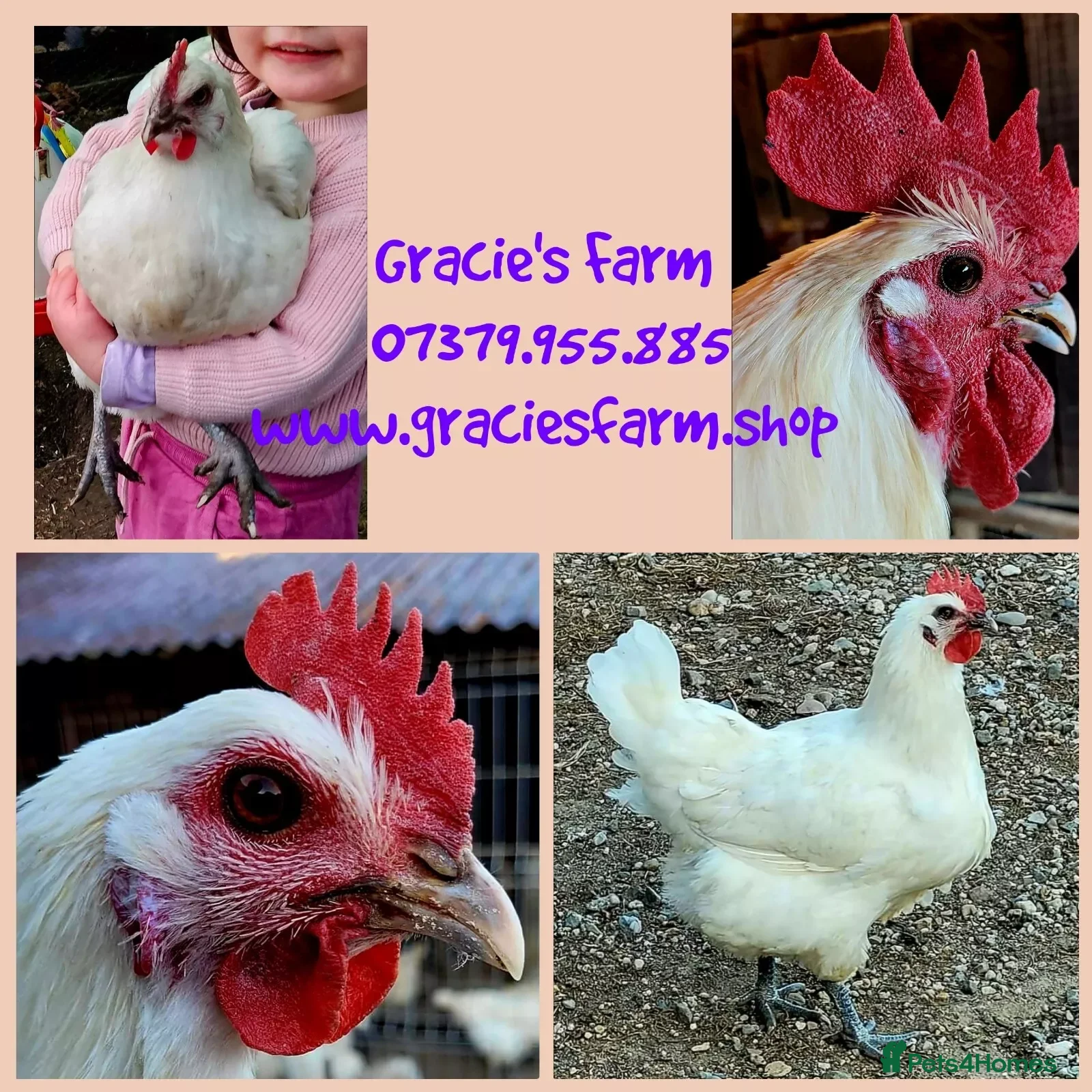 Hens poultry Hatching egg La Bresse pure breed DUAL purpose - Advert 1