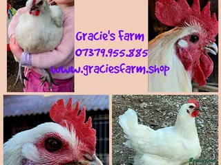 Hens poultry for sale: Hatching egg La Bresse pure breed DUAL purpose - Advert 3