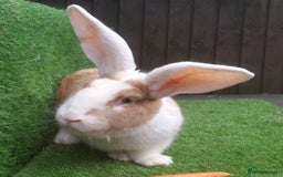 Continental Giant rabbits for sale: PURE Continental Giants Vaccinated 3 in 1 Reserve  - Image 16