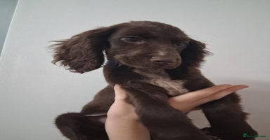 Cocker Spaniel dogs - Advert 5