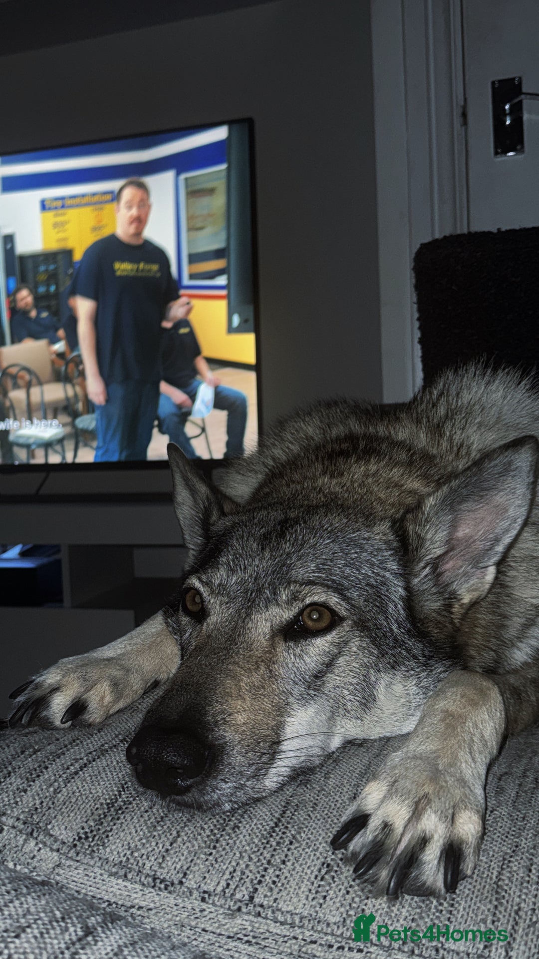 Mixed Breed dogs for sale: Czechoslovakian wolfdog for good home - Image 6