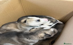 Siberian Husky dogs for sale: 1 female and 2 male huskies for sale - Advert 11