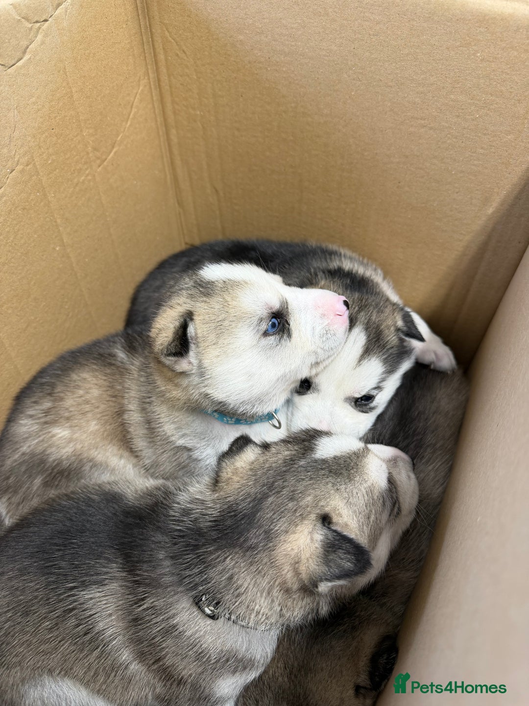 Siberian Husky dogs for sale: 1 female and 2 male huskies for sale - Advert 11