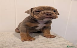 Old Tyme Bulldog dogs for sale: Kyro & Lyla Litter Old Tyme Old English Bullgdog - Image 12