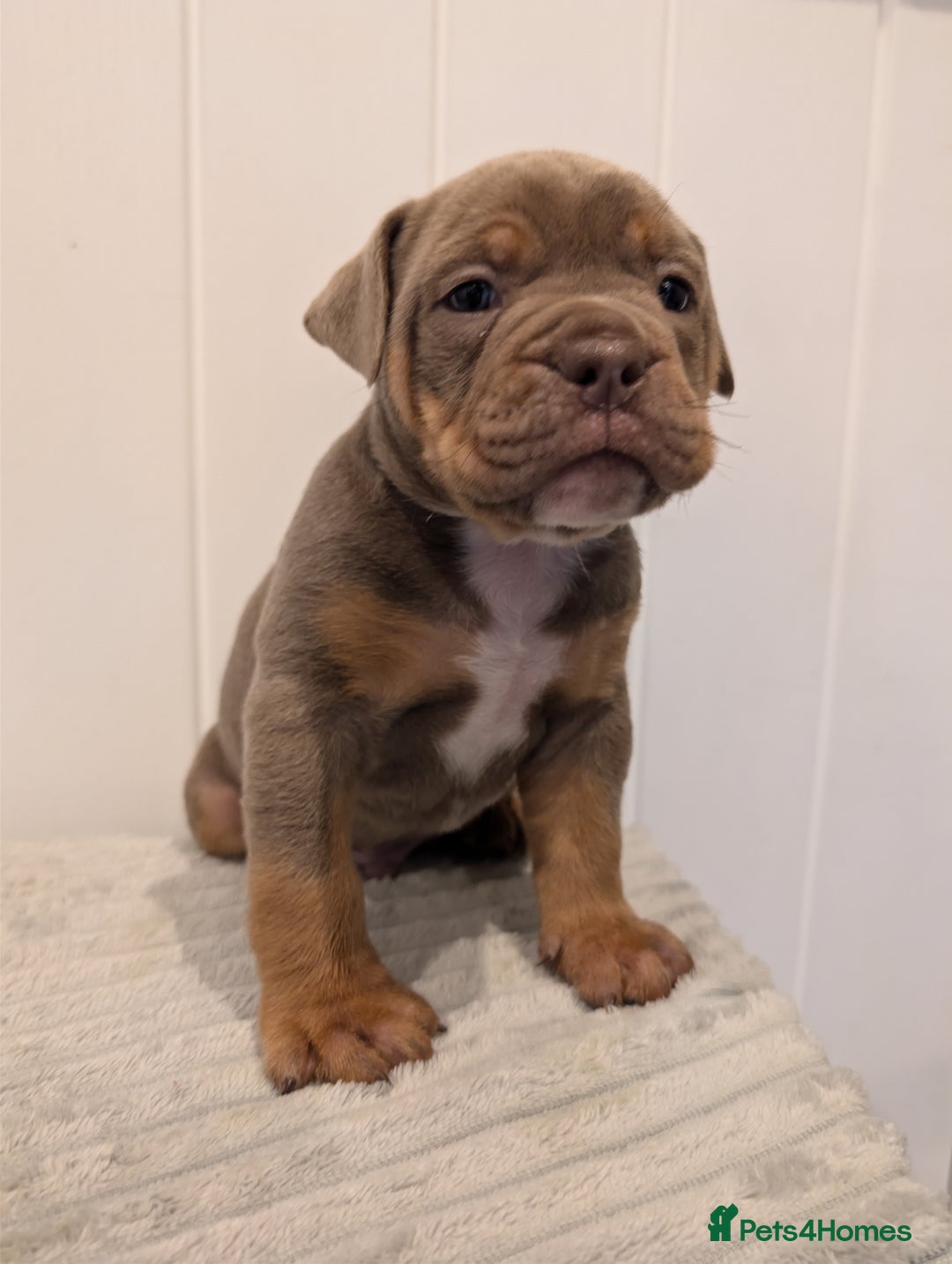 Old Tyme Bulldog dogs for sale: Kyro & Lyla Litter Old Tyme Old English Bullgdog - Image 12