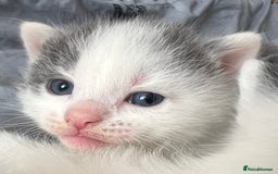 Mixed Breed cats for sale: ❤️*Blue/white & black/white friendly kittens*❤️ - Image 4