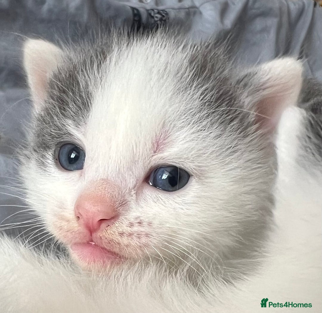 Mixed Breed cats for sale: ❤️*Blue/white & black/white friendly kittens*❤️ - Image 4