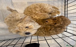 Miniature Poodle dogs for stud: Stunning proven KC health tested Red Stud in Reading - Image 15