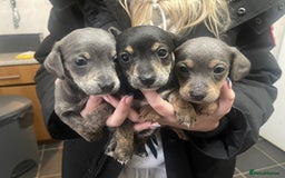 Mixed Breed dogs for sale: ✨ Miniature Dachshund × Bichon Puppies ✨ - Advert 1