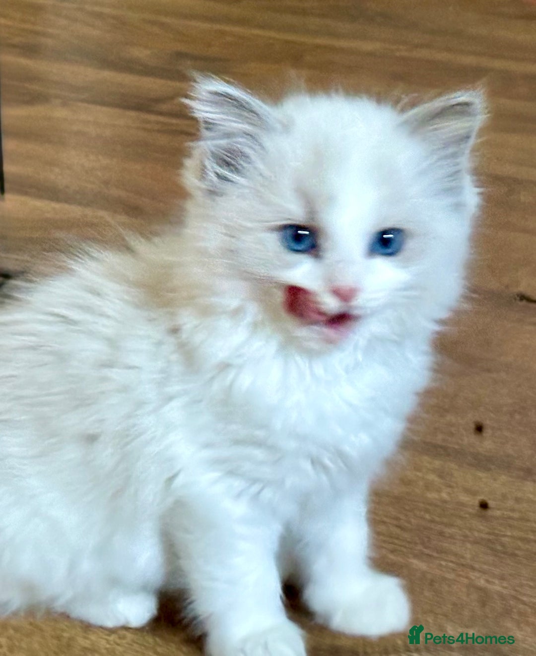 Ragdoll cats for sale: RAGDOLL KITTENS PURE BRED - Advert 10