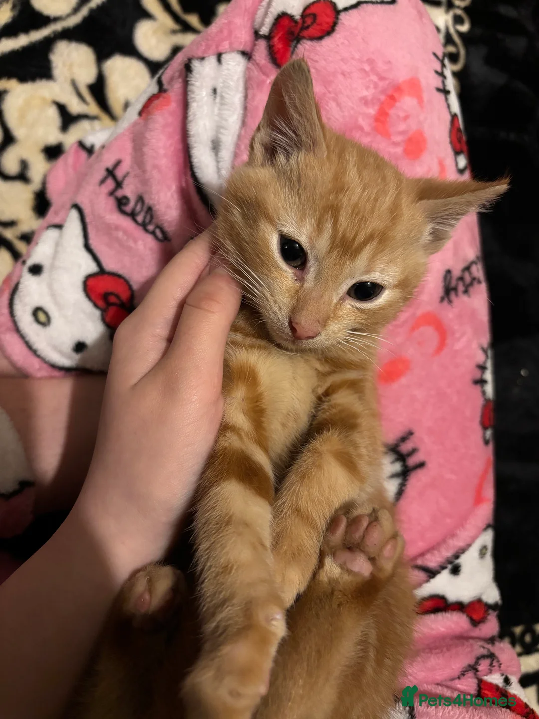 Mixed Breed cats for sale: Playful Loving Kittens Looking For Forever Homes - Advert 3