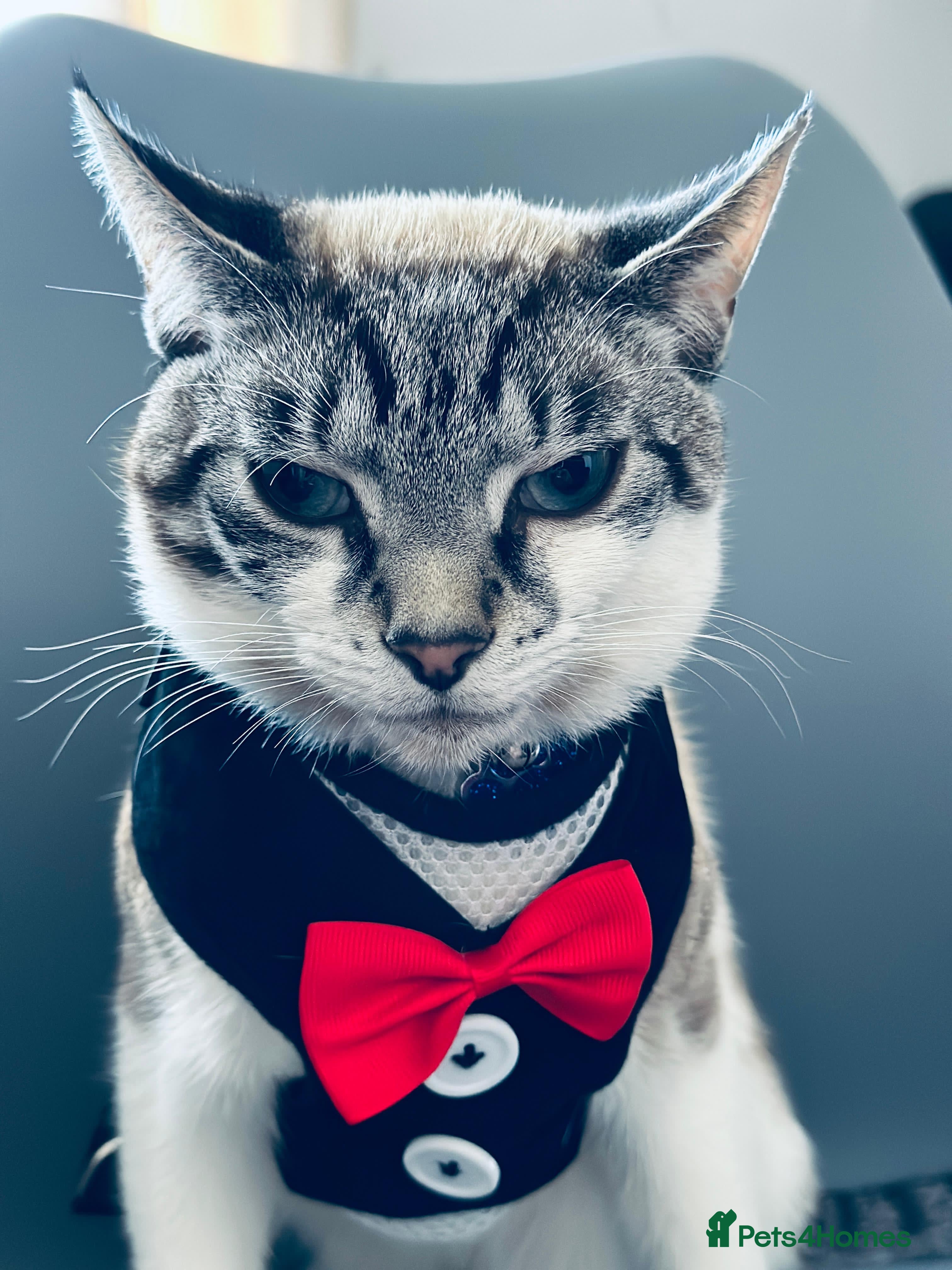 Mixed Breed cats Finding a lovely family for Puffin - Advert 13