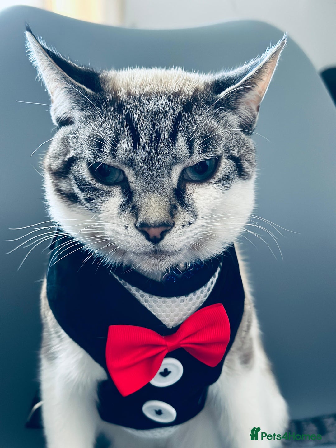 Mixed Breed cats for sale: Finding a lovely family for Puffin - Advert 1