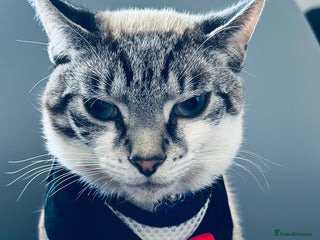 Mixed Breed cats Finding a lovely family for Puffin - Advert 2