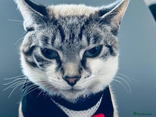 Mixed Breed cats Finding a lovely family for Puffin - Advert 5