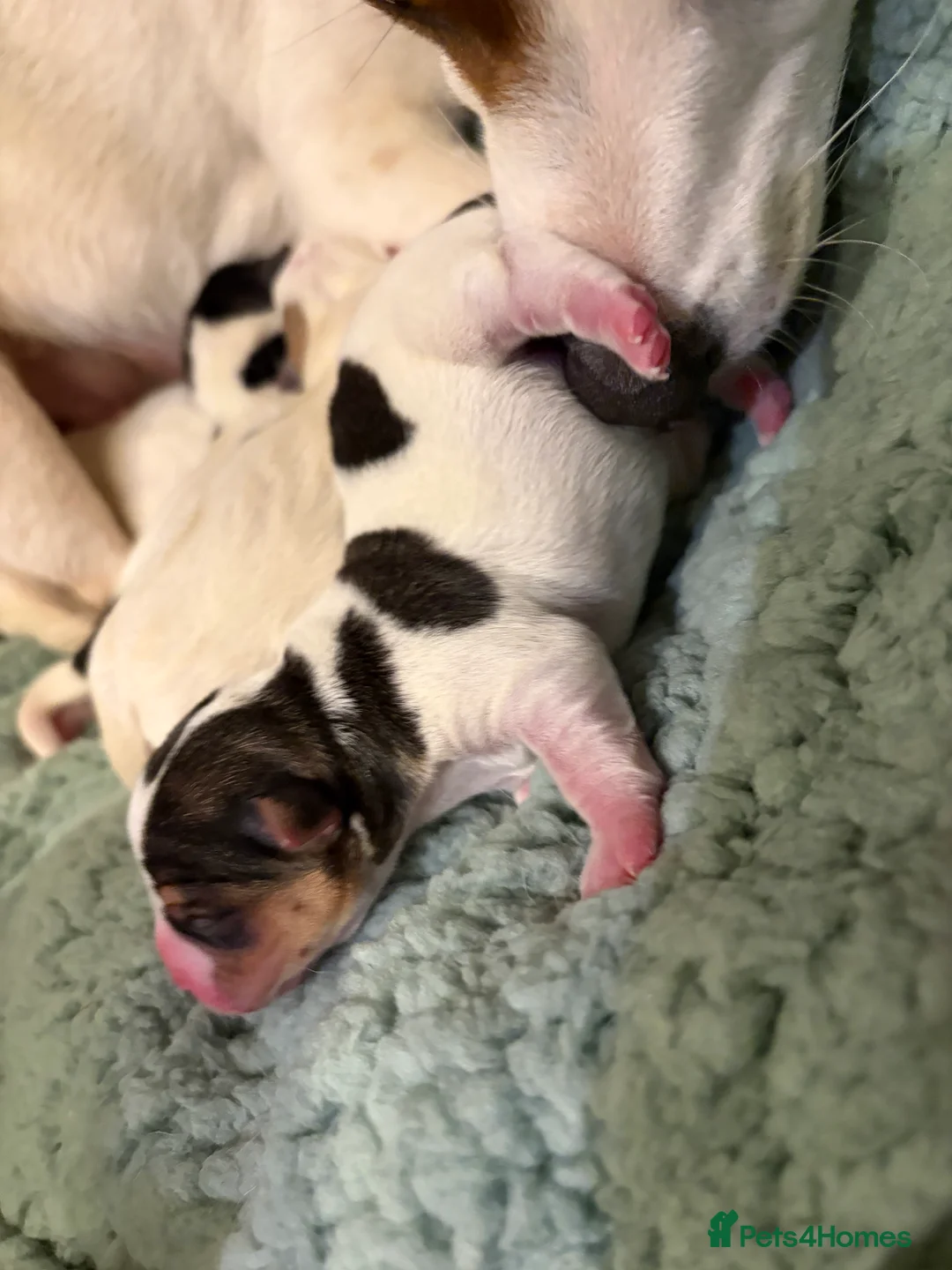 Jack Russell dogs for sale: Miniature Jack Russell terrier puppies  - Advert 21