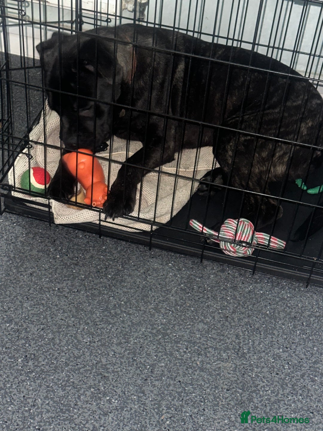 Mixed Breed dogs for sale: Eight month old puppy  - Advert 3