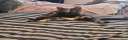 Mixed Breed cats for sale: Jinxy - **  in Leeds - Advert 3
