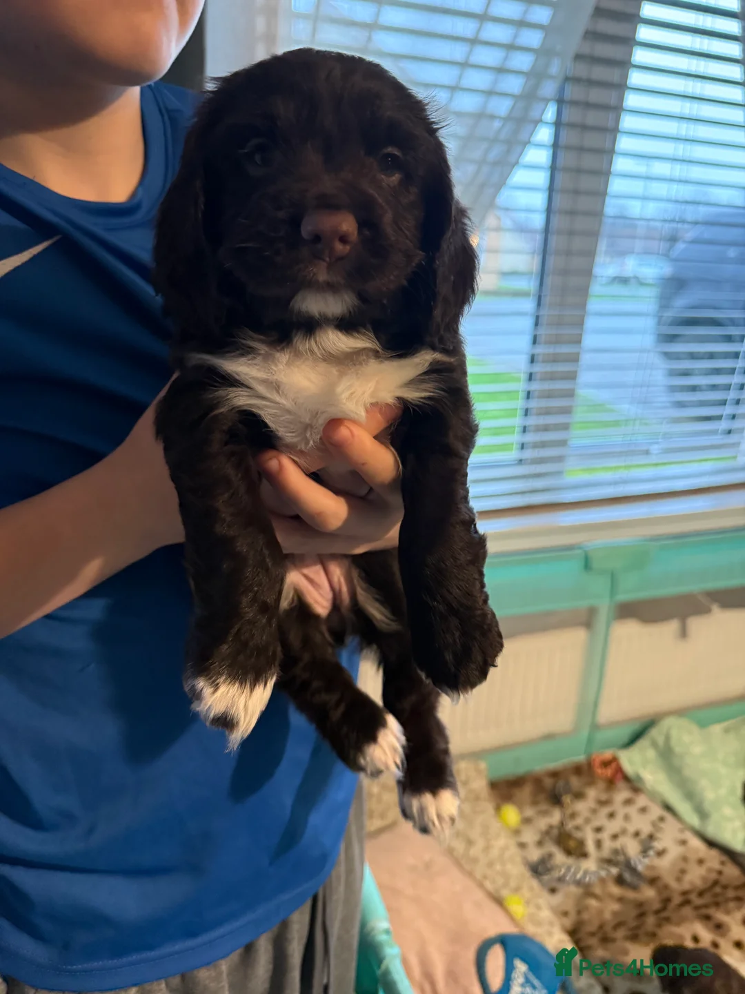 Cocker Spaniel dogs for sale: Working cocker spaniel  - Advert 3