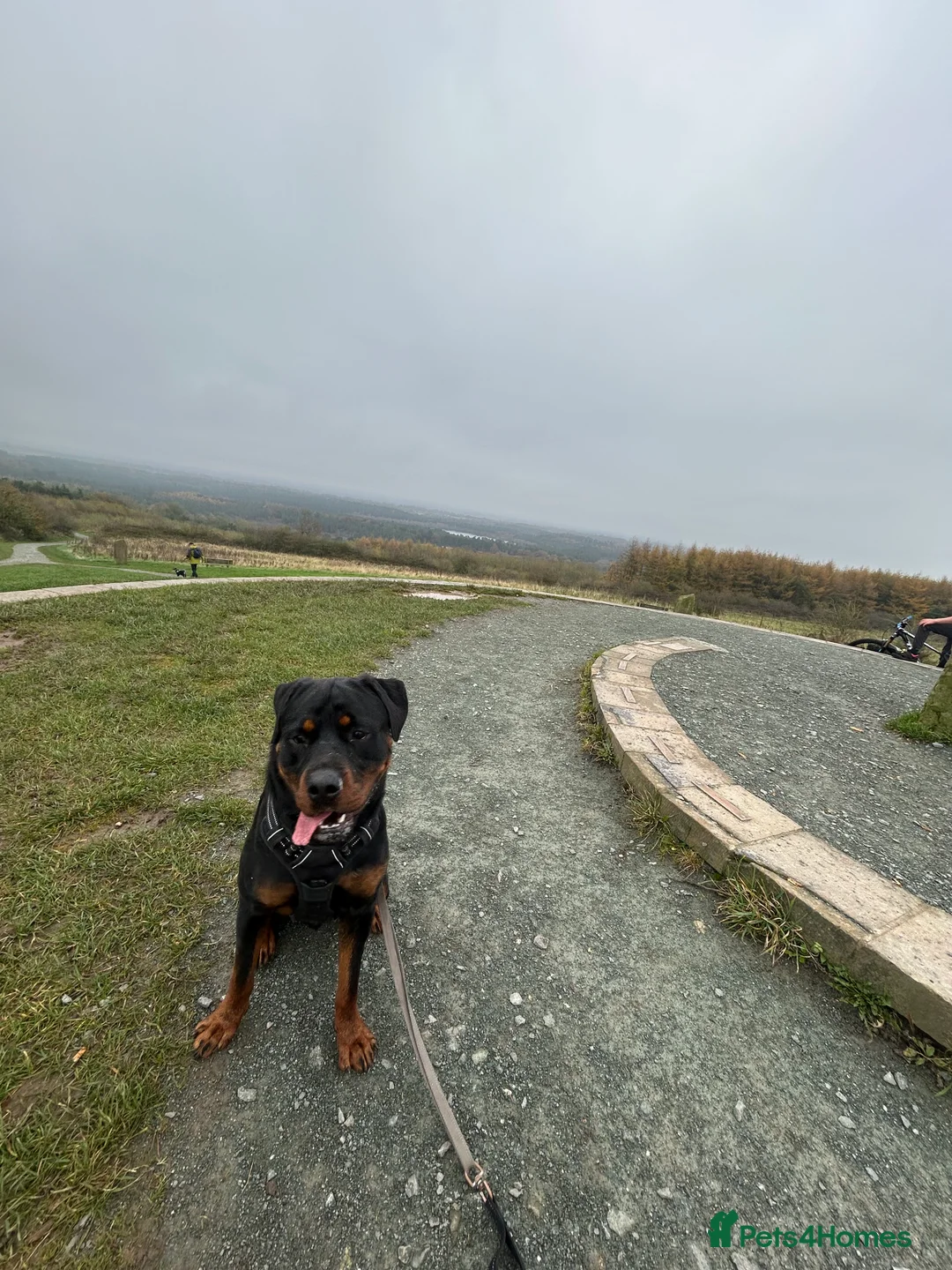 Rottweiler dogs for sale: 2 year old male full German  - Advert 20