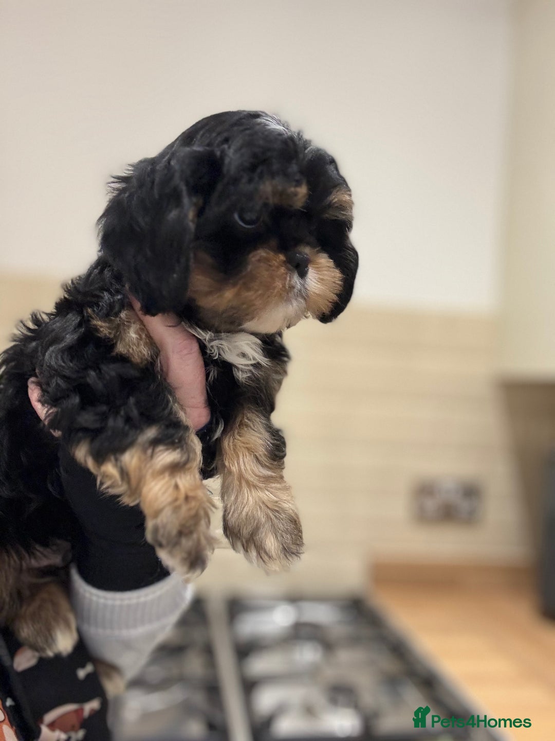 Shih Tzu dogs for sale: PLEASE READ THE DESCRIPTION  - Advert 11