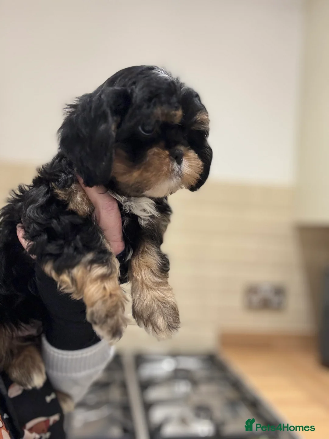 Shih Tzu dogs for sale: PLEASE READ THE DESCRIPTION  - Advert 11