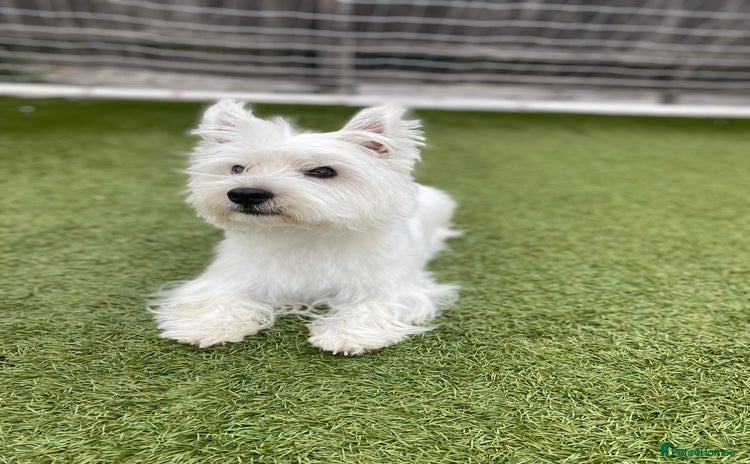 West Highland Terrier dogs - Advert 1